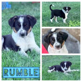 Cattle Dog Dogs Available for Adoption in Hollister, California - Rumble | PetCurious