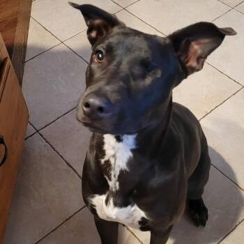 Rescue Pit Bull Terrier and Black Labrador Retriever Dogs for Adoption in Seal Beach, California - Poppy | PetCurious