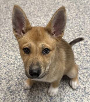 Shepherd Dogs Available for Adoption in Golden, Colorado - Jezebel | PetCurious