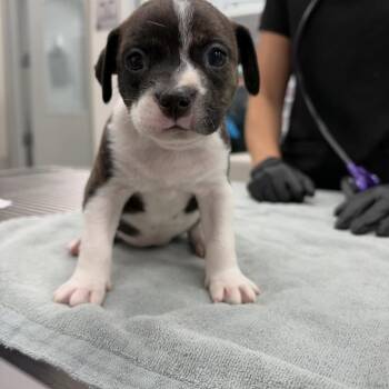 Lisbon -  Mixed Breed Dog for Adoption in Jupiter, Florida - Lisbon | PetCurious