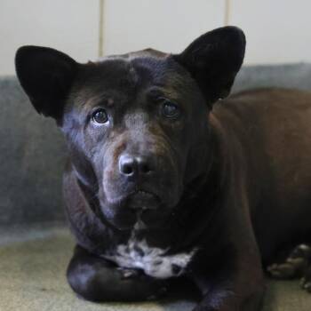 Labrador Retriever Dogs Available for Adoption - MUENSTER | PetCurious