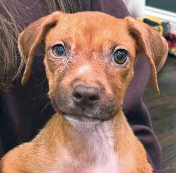 Margo (AO37288) -  Terrier Dog for Adoption in Kansas City, Kansas - Margo (AO37288) | PetCurious