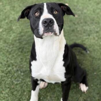 Rescue Pit Bull Terrier Dogs for Adoption in Red Bluff, California - Randall | PetCurious