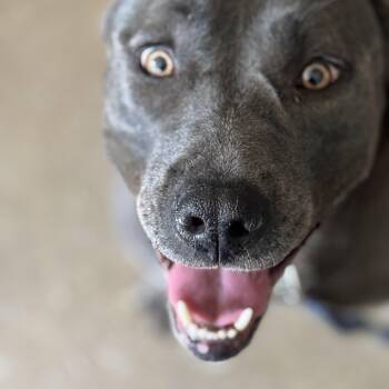 Rescue Pit Bull Terrier and Labrador Retriever Dogs for Adoption in Lavon, Texas - Sara | PetCurious