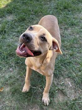 261429  Phoebe -  Pit Bull Terrier Dog for Adoption in Wetumpka, Alabama - 261429  Phoebe | PetCurious