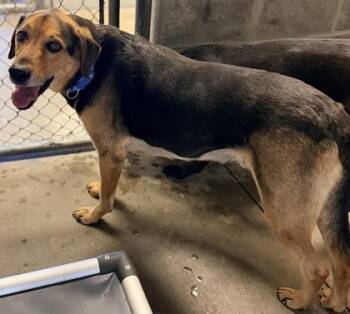 Sampson (Bonded w/ Delilah) -  Labrador Retriever and Shepherd Dog for Adoption in Bowling Green, Kentucky - Sampson (Bonded W/ Delilah) | PetCurious