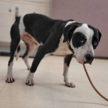 Rescue Pit Bull Terrier Dogs for Adoption in Lake Panasoffkee, Florida - Linda | PetCurious