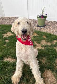 Hennessy -  Standard Poodle and Mixed Breed Dog Available for Adoption in Severance, Colorado - Hennessy | PetCurious