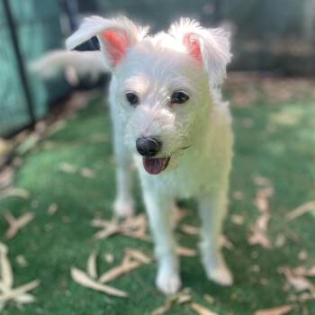 Cupcake -  Poodle Dog for Adoption in Escondido, California - Cupcake | PetCurious