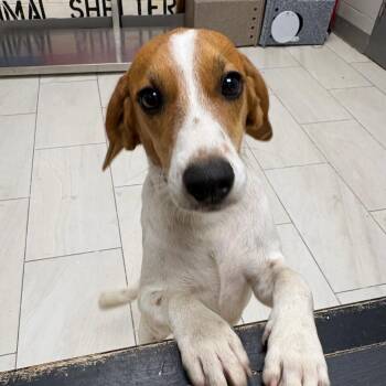 Joan -  Jack Russell Terrier Dog for Adoption in Lufkin, Texas - Joan | PetCurious