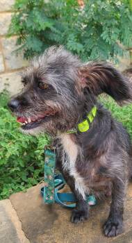 Rescue Miniature Schnauzer and Terrier Dogs for Adoption in San Antonio, Texas - Lady Beignet | PetCurious