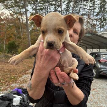 Rescue Mixed Breed Dogs for Adoption in Chattanooga, Tennessee - Orion | PetCurious