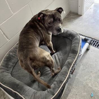 Ziggy -  Pit Bull Terrier Dog for Adoption in Richmond Hill, Georgia - Ziggy | PetCurious