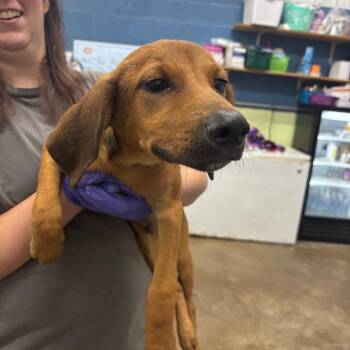Apple cider -  Mixed Breed Dog for Adoption in Corbin, Kentucky - Apple Cider | PetCurious