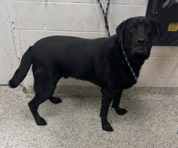Azir -  Labrador Retriever and Mixed Breed Dog for Adoption in Kansas City, Missouri - Azir | PetCurious