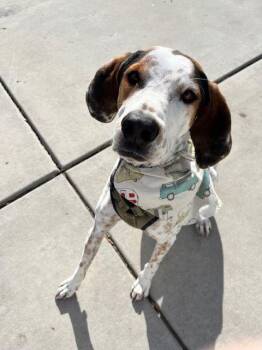 Hound Dogs Available for Adoption - Sonny Earfax | PetCurious