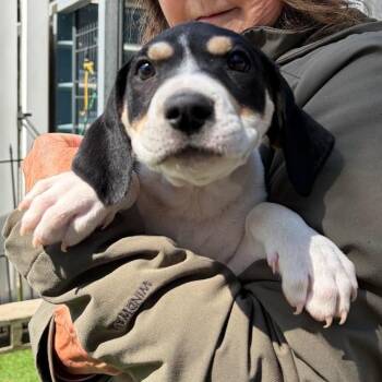 Retriever and Terrier Dogs Available for Adoption in Quakertown, Pennsylvania - Benson | PetCurious