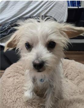 Fern -  Yorkshire Terrier Dog for Adoption in Larkfield-wikiup, California - Fern | PetCurious