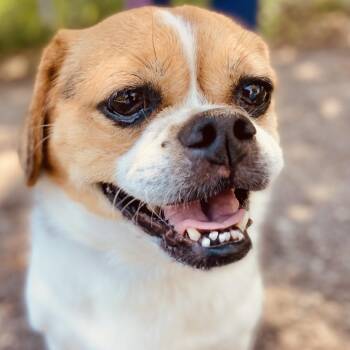 Beagle and Pekingese Dogs Available for Adoption in Sarasota, Florida - Bella Brava | PetCurious