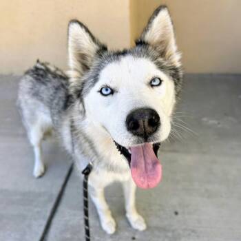 Sapphire -  Siberian Husky Dog for Adoption in Oakland, California - Sapphire | PetCurious