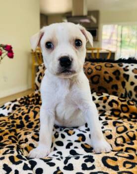 Chihuahua and Mixed Breed Dogs Available for Adoption in Los Angeles, California - Finch | PetCurious