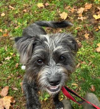 Wirehaired Terrier and Schnauzer Dogs Available for Adoption - Cleo | PetCurious