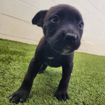 Dark Chocolate 8045 -  Mixed Breed Dog for Adoption in Loxahatchee Groves, Florida - Dark Chocolate 8045 | PetCurious