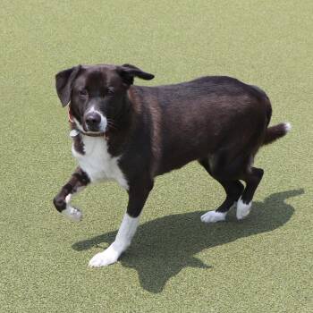 T105052 Spencer -  Husky and Mixed Breed Dog for Adoption in Port Washington, New York - T105052 Spencer | PetCurious