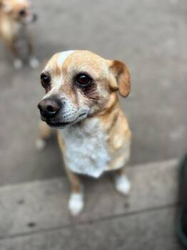 Chihuahua Dogs Available for Adoption in Thompson Falls, Montana - Wilson | PetCurious