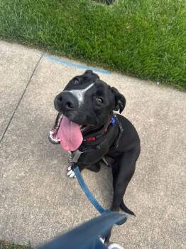 Priscilla -  Black Labrador Retriever and Pit Bull Terrier Dog for Adoption in Columbia, Missouri - Priscilla | PetCurious
