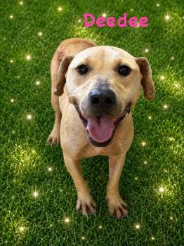 Mixed Breed Dogs Available for Adoption in Fairfield, New Jersey - DeeDee | PetCurious