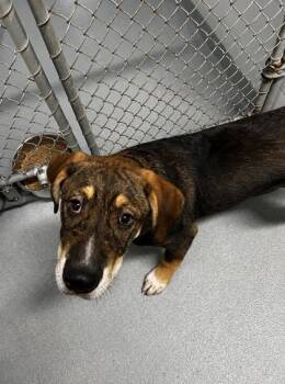 Mixed Breed Dogs Available for Adoption in Spruce Pine, North Carolina - Cute As A Button | PetCurious