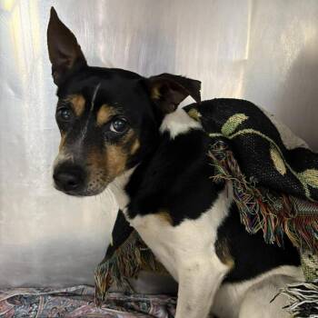 Mixed Breed Dogs Available for Adoption in Huntington, West Virginia - Stoop Kid - Stray Hold 4/27 | PetCurious