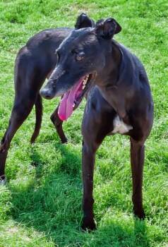 Lady (aka Daylight Ahead) -  Greyhound Dog for Adoption in Dallas, Texas - Lady (aka Daylight Ahead) | PetCurious