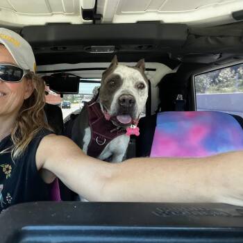 Pit Bull Terrier Dogs Available for Adoption in Cool, California - Rocco | PetCurious