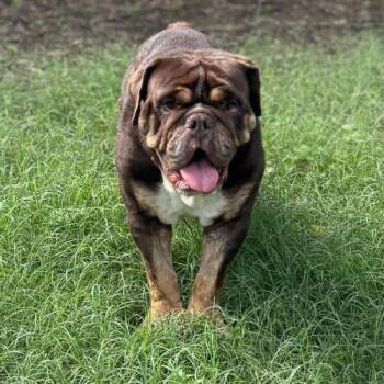 Tyson -  American Bulldog and English Bulldog Dog for Adoption in Austin, Texas - Tyson | PetCurious