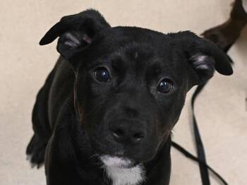 Pit Bull Terrier and Mixed Breed Dogs Available for Adoption - Lucas | PetCurious