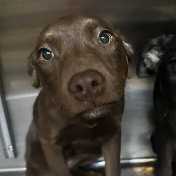 Ping -  Mixed Breed Dog for Adoption in Gadsden, Alabama - Ping | PetCurious