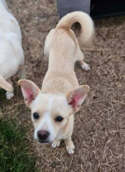 Chihuahua Dogs Available for Adoption in Cranston, Rhode Island - Sundae In LA | PetCurious