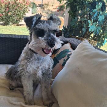 Harley - Foster me -  Miniature Schnauzer Dog for Adoption in Homer Glen, Illinois - Harley - Foster Me | PetCurious