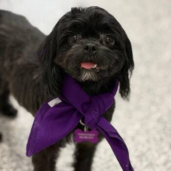 Carlie -  Shih Tzu Dog for Adoption in Phoenix, Arizona - Carlie | PetCurious