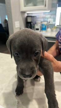 Rescue Hound Dogs for Adoption in Pinellas Park, Florida - Han | PetCurious