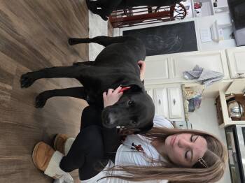 Lola -  Labrador Retriever Dog for Adoption in East Rockaway, New York - Lola | PetCurious
