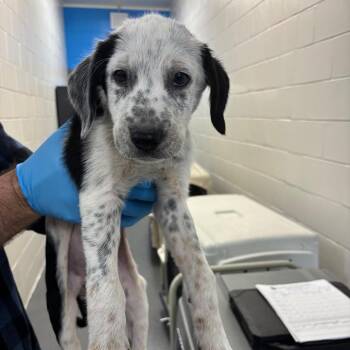 Australian Cattle Dog Blue Heeler Dogs Available for Adoption - Whitey | PetCurious