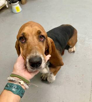 Rescue Basset Hound Dogs for Adoption in Columbia, South Carolina - Bubbles | PetCurious