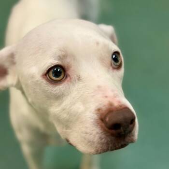Mama Moo -  American Bulldog and Mixed Breed Dog for Adoption in New Fairfield, Connecticut - Mama Moo | PetCurious
