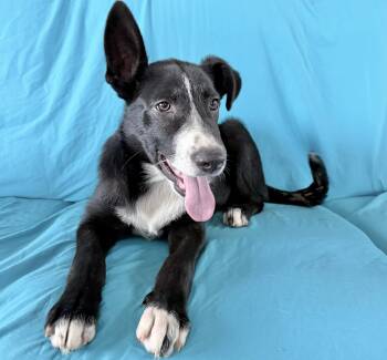 Toby -  Border Collie Dog for Adoption in Manchester, Connecticut - Toby | PetCurious