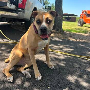 Sadie -  Boxer Dog for Adoption in Buchanan Dam, Texas - Sadie | PetCurious