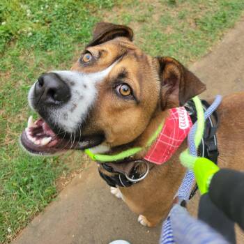 Mixed Breed Dogs Available for Adoption in Tunica, Mississippi - Sammy | PetCurious