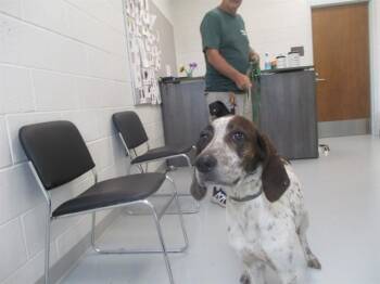 A389092 -  Pointer Dog for Adoption in Ocala, Florida - A389092 | PetCurious